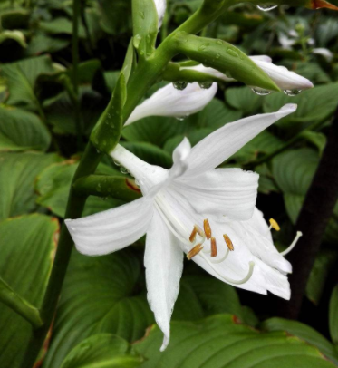 玉簪花