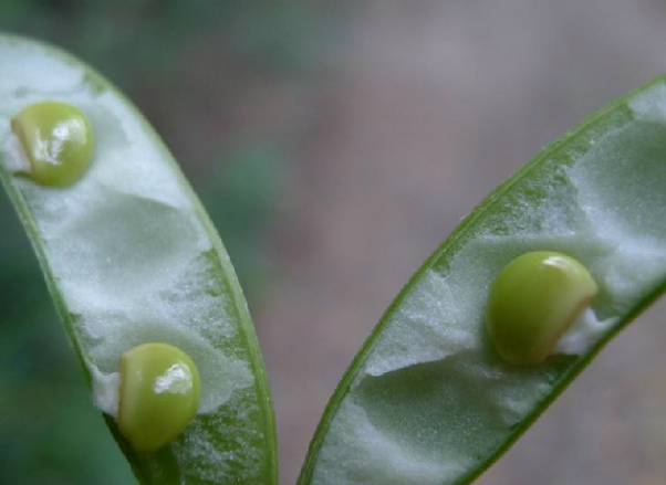 雀舌豆