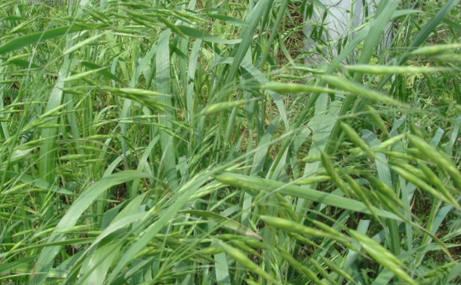 雀麦米