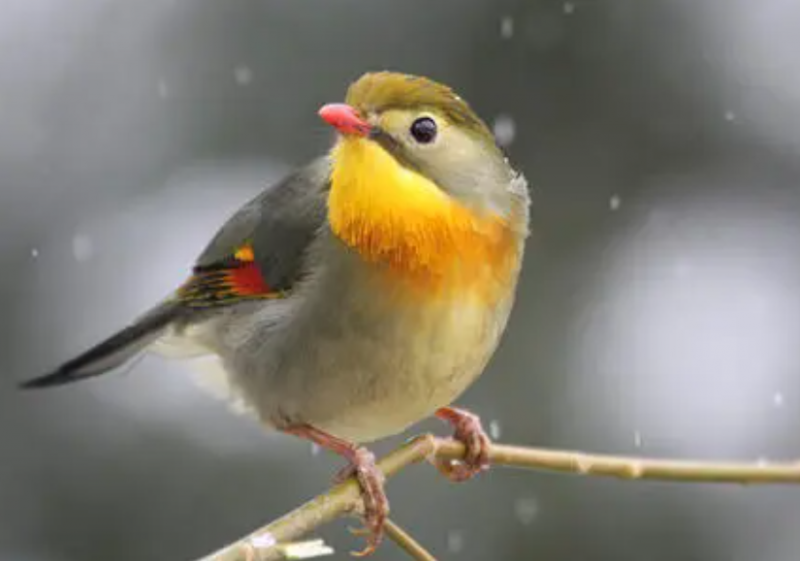 雀
