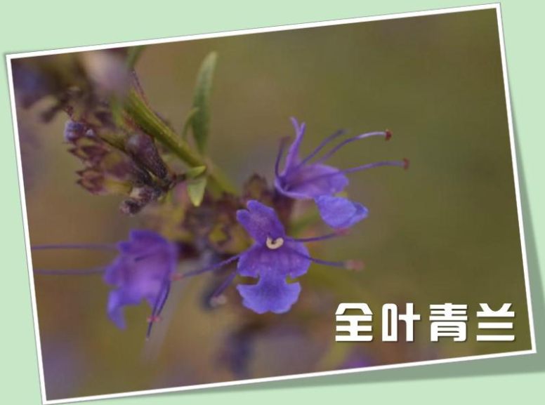 全叶青兰
