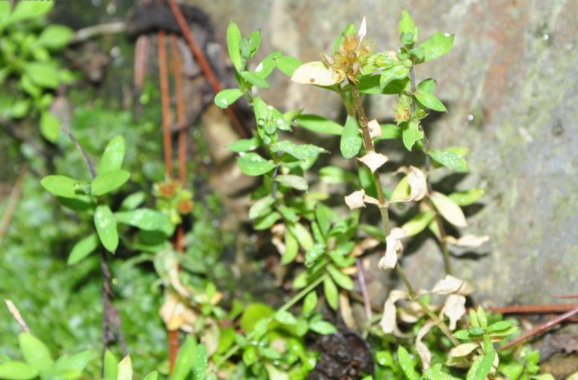 雀舌草