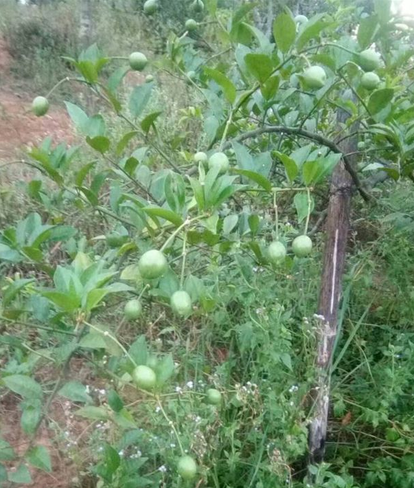 屈头鸡根