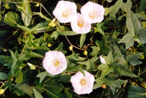 旋花根