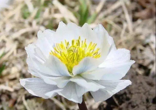 雪莲花