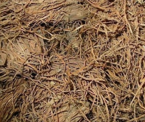 萱草根