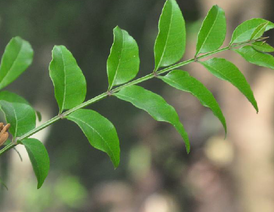锈毛白枪杆