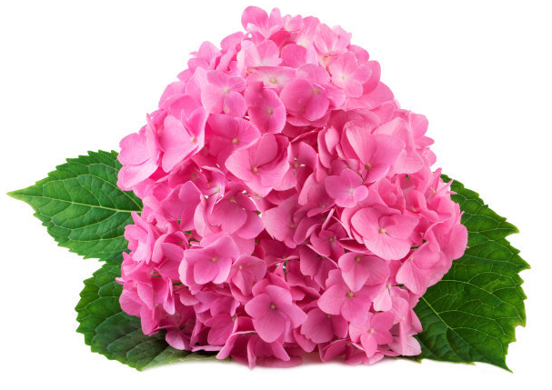 绣球花