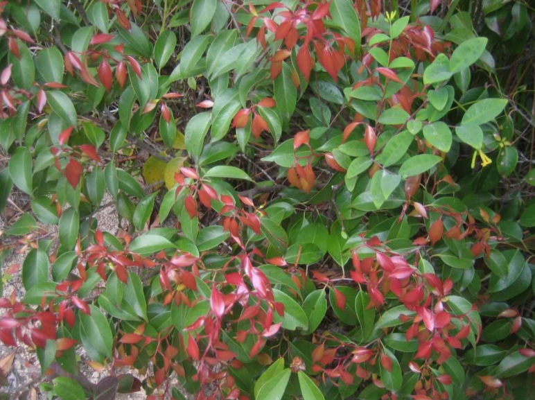 细轴荛花