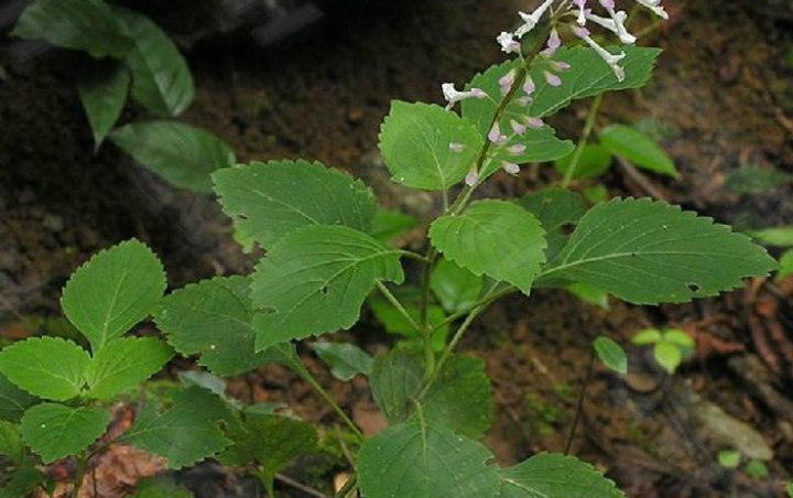 熊尾草