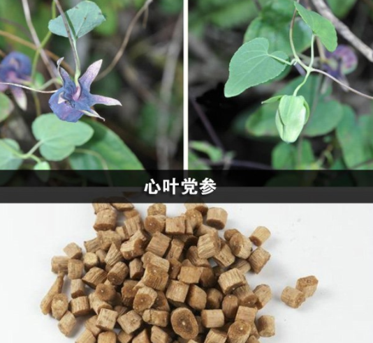 心叶党参