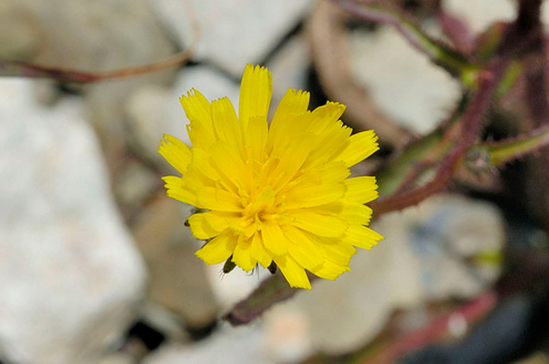 兴安毛连菜花