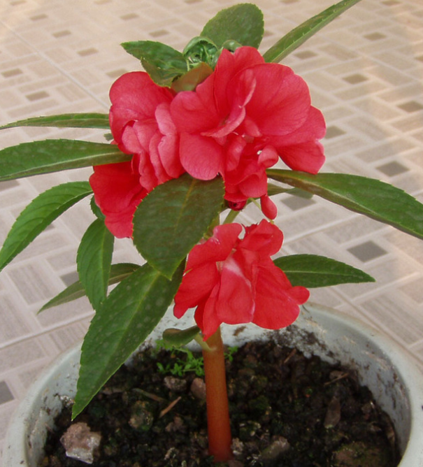 西藏凤仙花