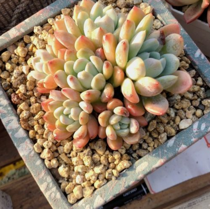玉芙蓉