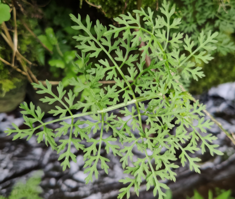 西南水芹