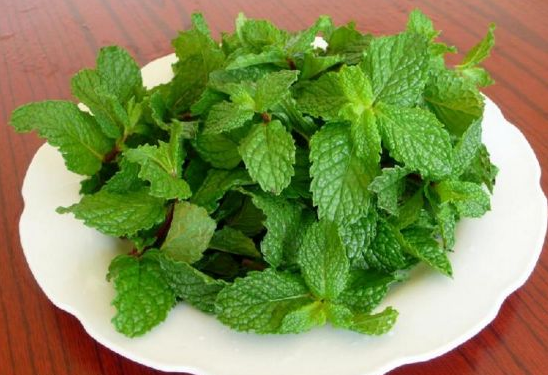 鱼香草