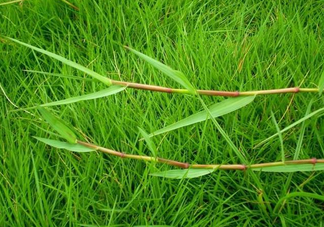 游草