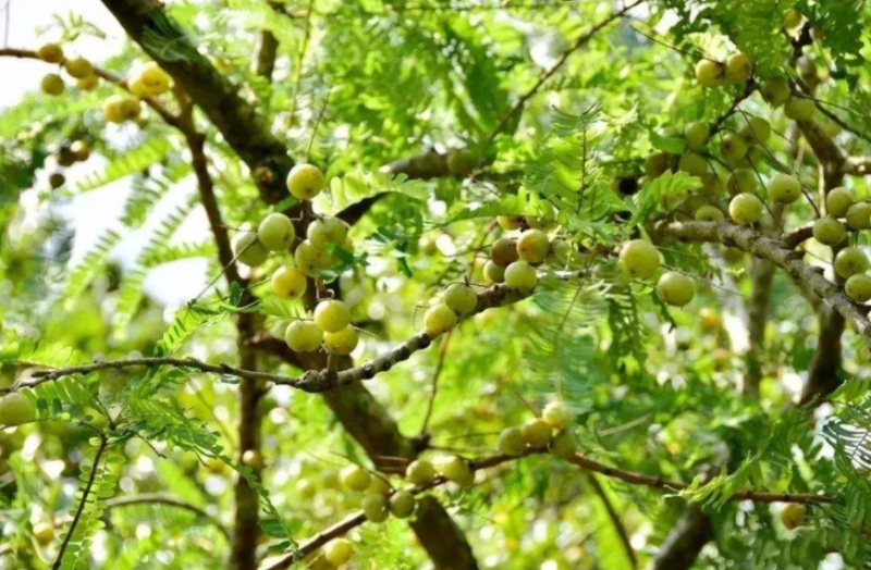 油柑木皮