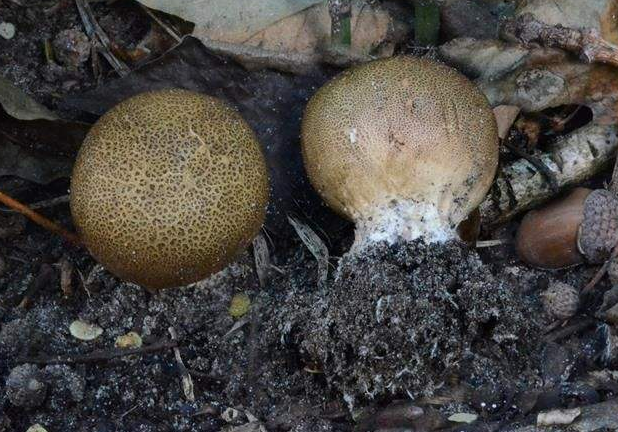 硬皮马勃