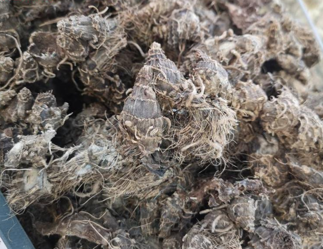 硬九子连环草