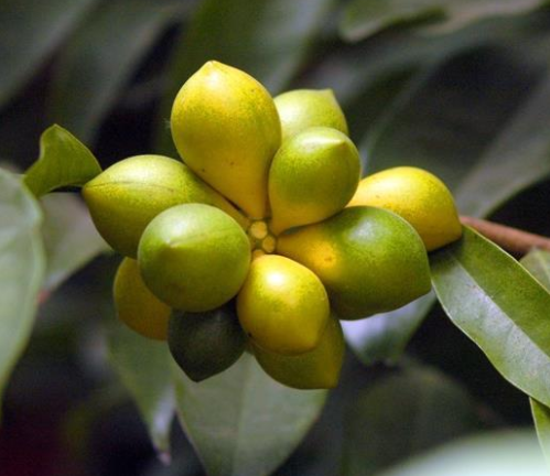 鹰爪花果