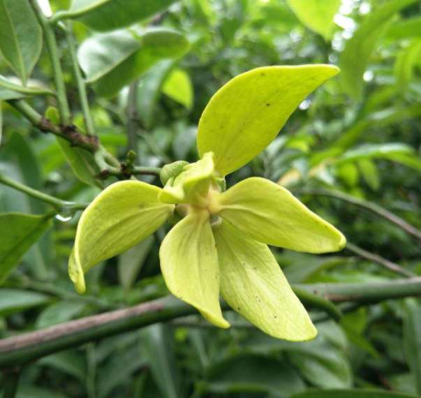 鹰爪花根