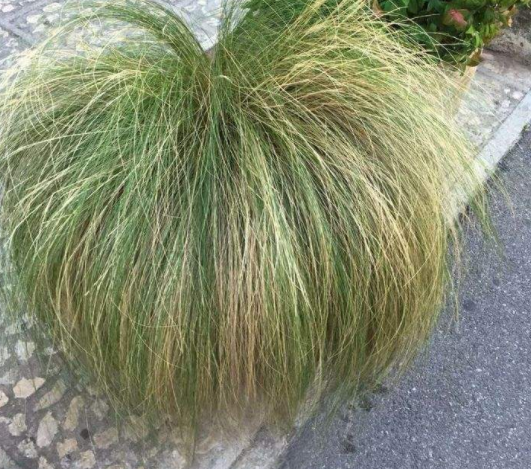 蓑草
