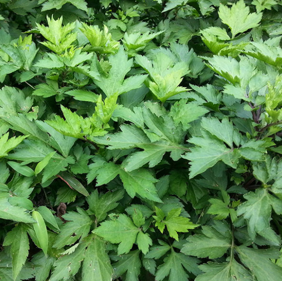 繸瓣珍珠菜