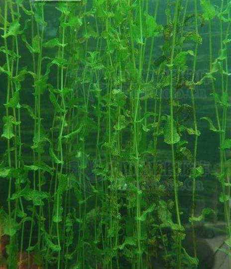 酸水草