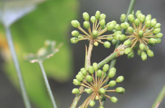 阴阳枫