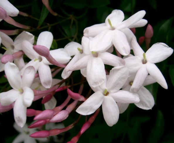 素馨花