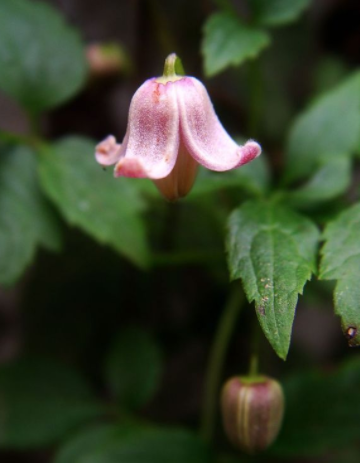 丝瓜花