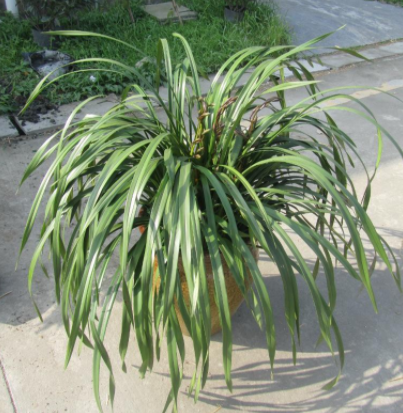 水菖蒲