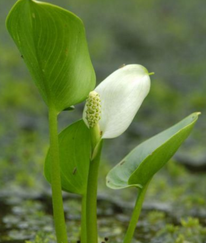 水芋