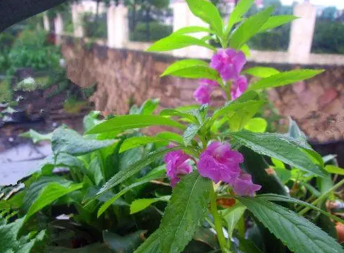 水边指甲花