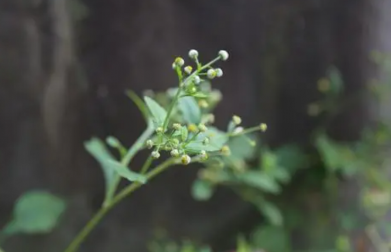 蚯疽草
