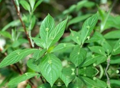 青荚叶茎髓
