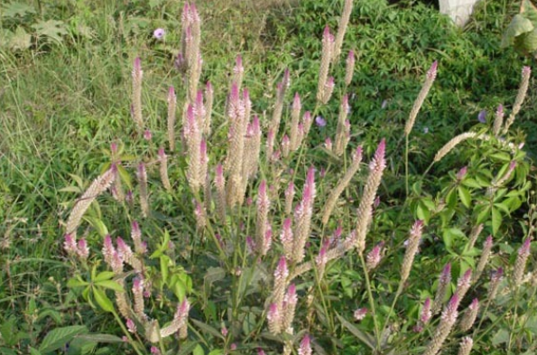 青葙花