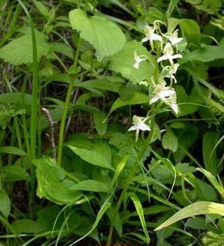 蜻蜒兰