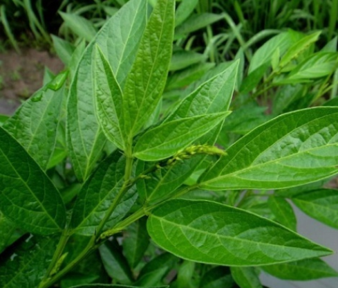 青酒缸根