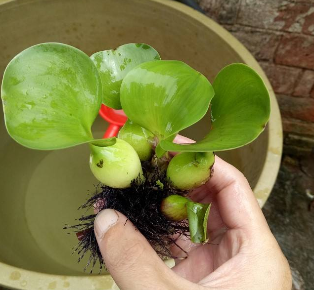 水葫芦根