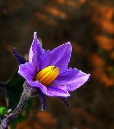 茄花