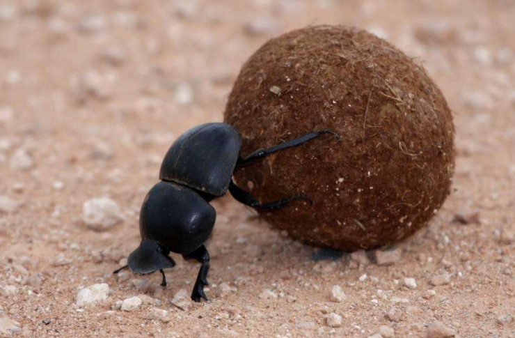 蜣螂