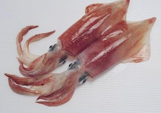枪乌贼