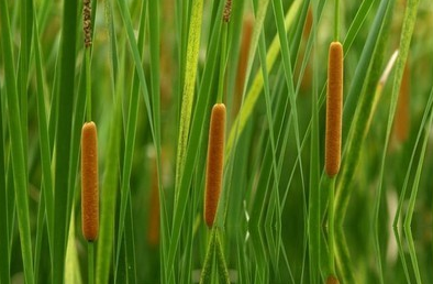 蒲黄滓
