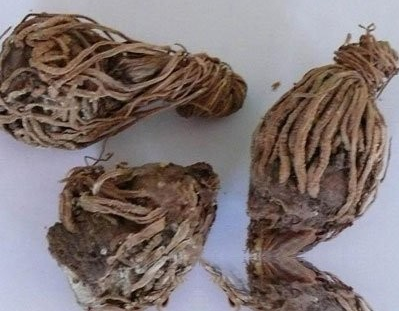 蒲桃根皮