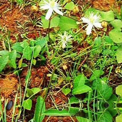 披针叶毛茛