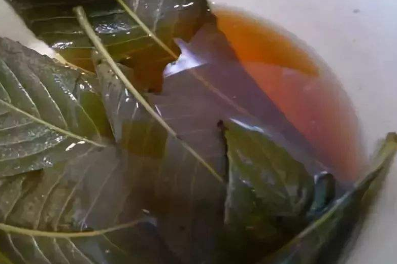 枇杷叶露