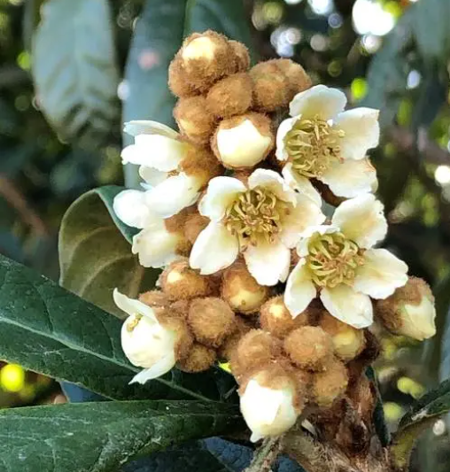 枇杷花