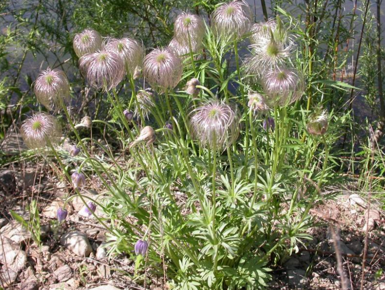 pulsatilla root特异来源于生产为毛茛科绿色植物   兴安白头翁